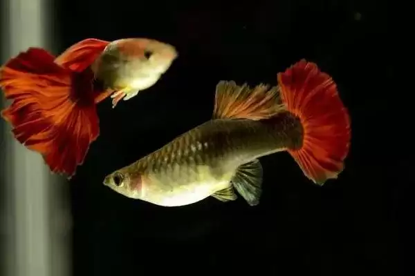 彩霞鱼是一种怎样的鱼呢,彩霞鱼是什么鱼插图4 彩霞鱼是一种怎样的鱼呢,彩霞鱼是什么鱼插图4