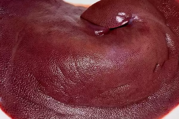 钓黄鳝用猪肝的可行性,钓黄鳝用猪肝作为饵料可以吗插图1 钓黄鳝用猪肝的可行性,钓黄鳝用猪肝作为饵料可以吗插图1
