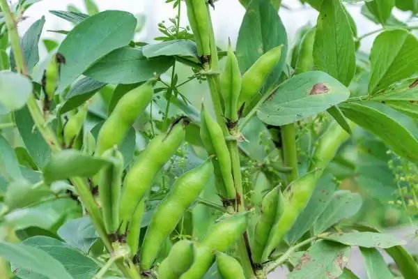 蚕豆的种植时间在什么时候呢,蚕豆的种植时间插图8 蚕豆的种植时间在什么时候呢,蚕豆的种植时间插图8