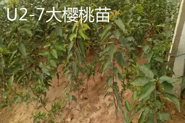 俄罗斯8号樱桃苗价格,俄罗斯8号樱桃苗的价格受什么影响插图6 俄罗斯8号樱桃苗价格,俄罗斯8号樱桃苗的价格受什么影响插图6