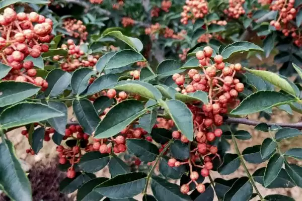 大门口可不可以种植花椒树呢,大门口能不能种花椒树插图3 大门口可不可以种植花椒树呢,大门口能不能种花椒树插图3