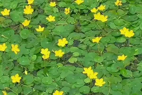常见的野菜有哪些种类和名称呢,常见的野菜插图15 常见的野菜有哪些种类和名称呢,常见的野菜插图15