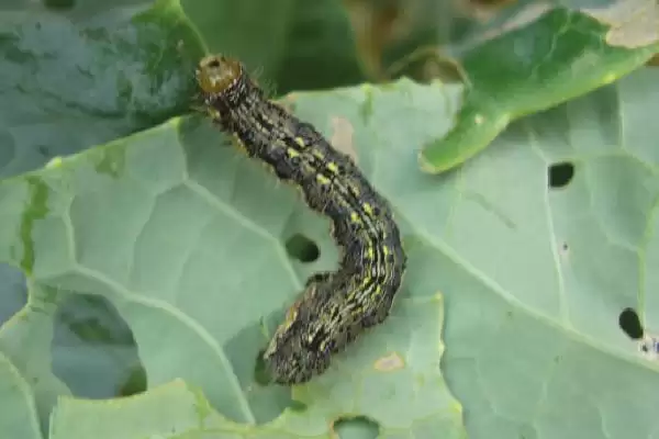 花生常见虫害蛴螬棉铃虫蚜虫类型全解析插图3 花生常见虫害蛴螬棉铃虫蚜虫类型全解析插图3