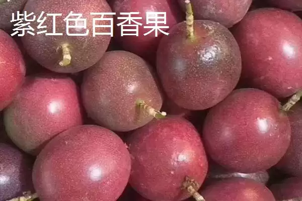 百香果广泛种植地,百香果在哪些热带亚热带地区广植插图11