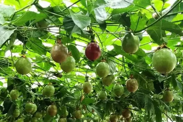 百香果种植技术,百香果的种植技术有哪些插图2 百香果种植技术,百香果的种植技术有哪些插图2