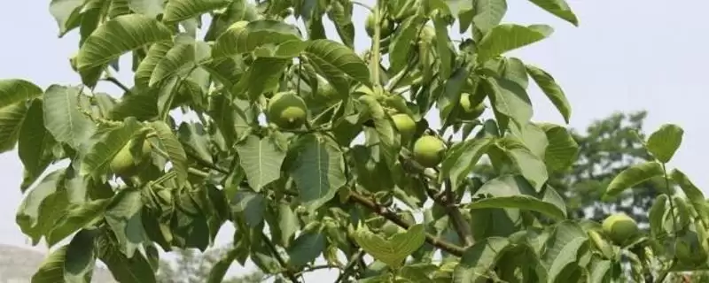 春季核桃种植有哪些注意事项呢,春季核桃种植注意事项插图 春季核桃种植有哪些注意事项呢,春季核桃种植注意事项插图