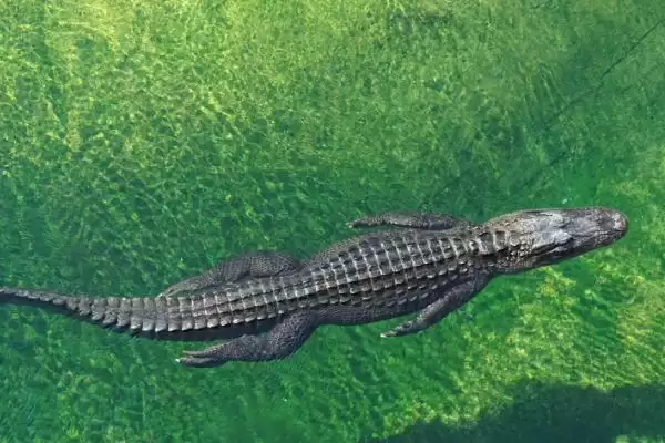 鳄鱼的体型大小,鳄鱼的体型一般集中在多大范围插图3 鳄鱼的体型大小,鳄鱼的体型一般集中在多大范围插图3