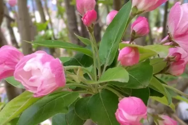 大叶海棠花的毒性情况,大叶海棠花有没有毒性方面的问题插图2
