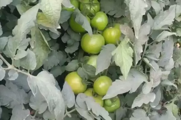 番茄的种植管理,番茄的种植管理方法从哪里开始插图3