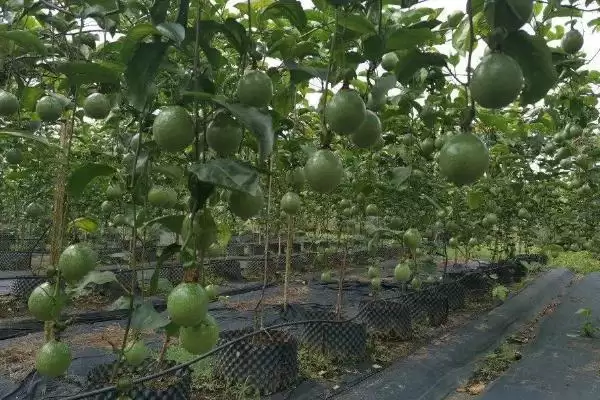 百香果广泛种植地,百香果在哪些热带亚热带地区广植插图3