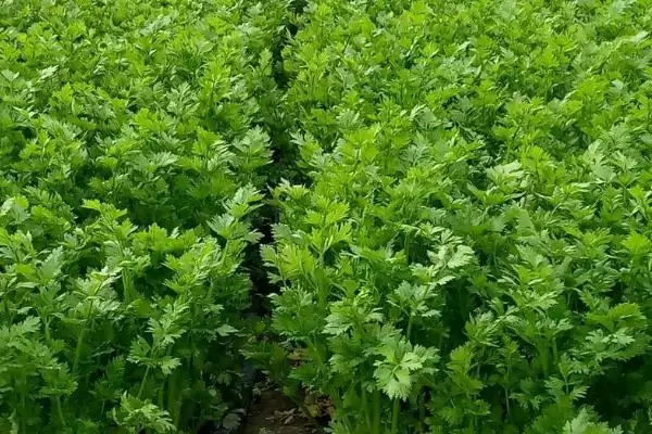 大棚芹菜生长的适宜温度是多少,大棚芹菜的生长适宜温度插图1 大棚芹菜生长的适宜温度是多少,大棚芹菜的生长适宜温度插图1