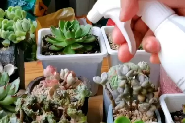 吡虫啉在多肉上的使用方法是怎样呢,吡虫啉在多肉上的使用方法插图1 吡虫啉在多肉上的使用方法是怎样呢,吡虫啉在多肉上的使用方法插图1