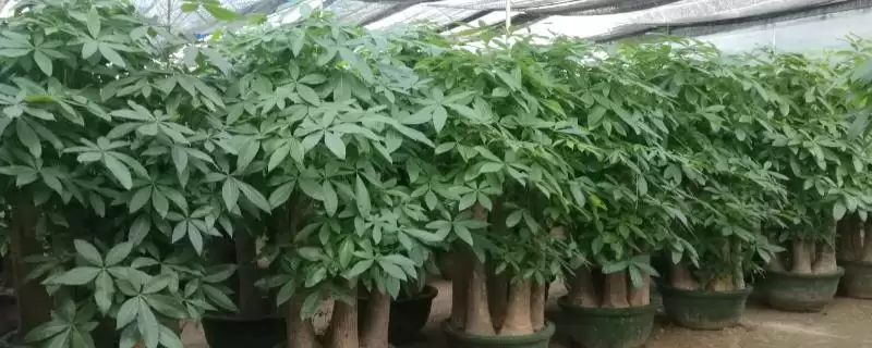 发财树的植物属性,发财树是一种怎样的常绿乔木植物插图 发财树的植物属性,发财树是一种怎样的常绿乔木植物插图