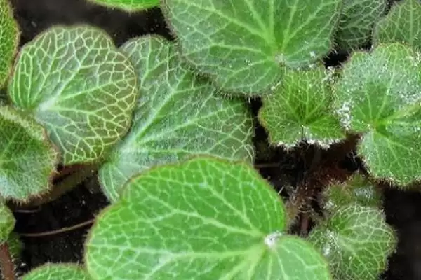 常见的野菜有哪些种类和名称呢,常见的野菜插图13 常见的野菜有哪些种类和名称呢,常见的野菜插图13