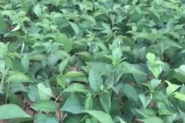 俄罗斯8号樱桃苗价格,俄罗斯8号樱桃苗的价格受什么影响插图3 俄罗斯8号樱桃苗价格,俄罗斯8号樱桃苗的价格受什么影响插图3