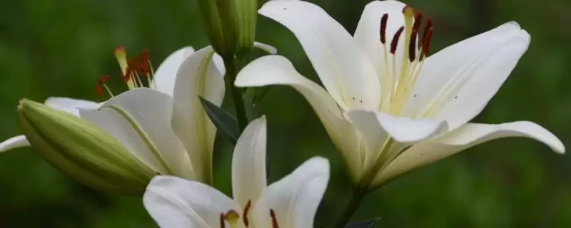 百合花的寓意,百合花具有哪些寓意象征-会东网
