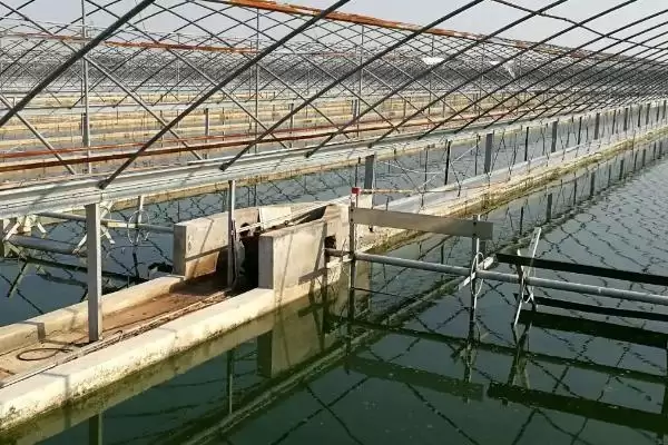 淡水虾的养殖前期准备,淡水虾如何养殖放养前有何操作插图2