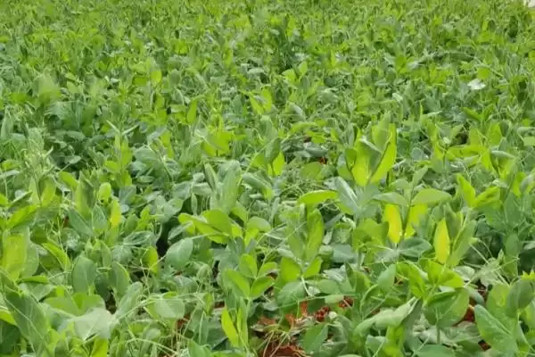 种植豌豆南方何时播种及方法?插图4 种植豌豆南方何时播种及方法?插图4