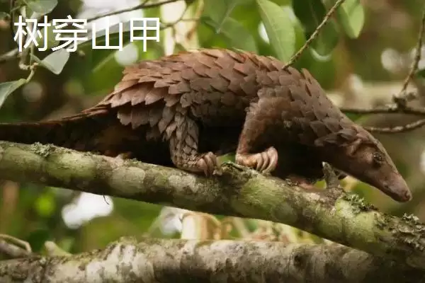 穿山甲有哪些不同的品种呢,穿山甲的品种插图3 穿山甲有哪些不同的品种呢,穿山甲的品种插图3