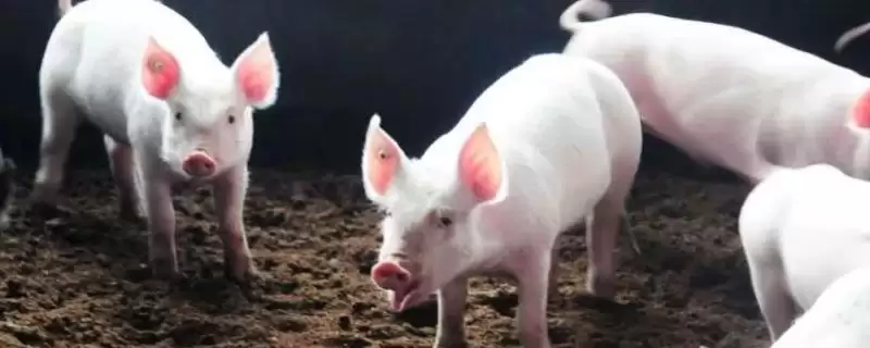 东北猪的优良品种种类,东北猪有哪些比较好的品种种类插图 东北猪的优良品种种类,东北猪有哪些比较好的品种种类插图