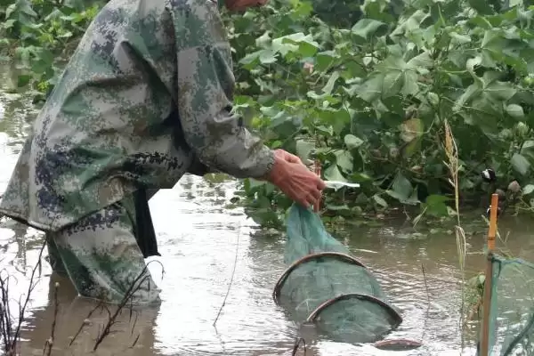 地笼放置的水深选择依据,地笼放深水还是浅水区域合适插图2 地笼放置的水深选择依据,地笼放深水还是浅水区域合适插图2