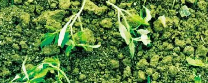番茄猝倒病情况,番茄猝倒病在什么阶段可患病插图 番茄猝倒病情况,番茄猝倒病在什么阶段可患病插图