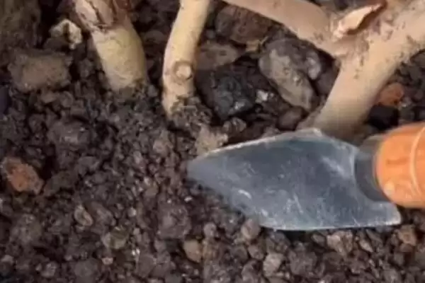 茶梅的养殖方法和要点有哪些呢,茶梅怎么养插图1 茶梅的养殖方法和要点有哪些呢,茶梅怎么养插图1