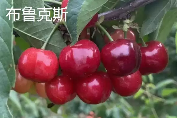 车厘子3j和4j分别代表什么呢,车厘子3j和4j代表的含义插图2 车厘子3j和4j分别代表什么呢,车厘子3j和4j代表的含义插图2