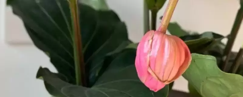 宝莲灯掉叶子是什么原因导致的呢,宝莲灯掉叶子的原因插图 宝莲灯掉叶子是什么原因导致的呢,宝莲灯掉叶子的原因插图