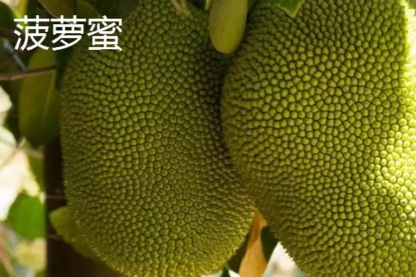 菠萝与菠萝蜜有哪些方面的区别呢,菠萝与菠萝蜜有什么区别插图2