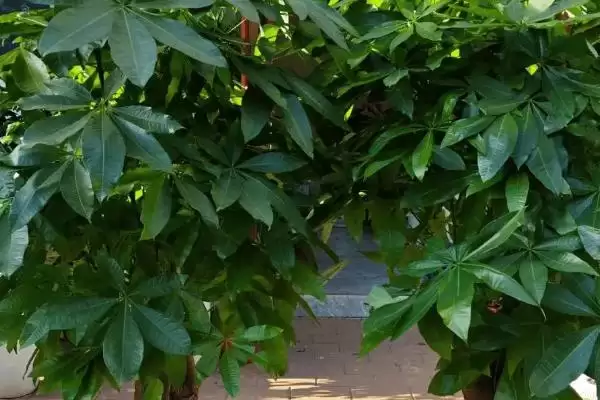 发财树树干皱原因,发财树树干皱皱的原因是什么因素插图2