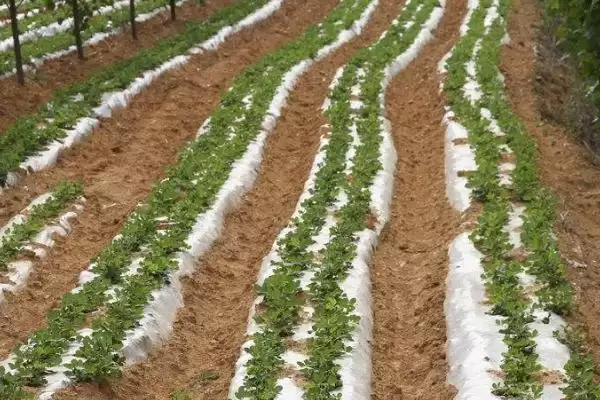 春花生覆膜播种前有何注意事,春花生覆膜播种前的注意事项插图1 春花生覆膜播种前有何注意事,春花生覆膜播种前的注意事项插图1