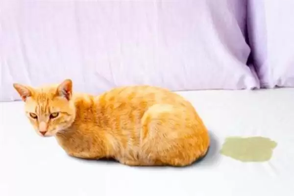 去除猫尿骚味选何吸味猫砂?插图6 去除猫尿骚味选何吸味猫砂?插图6