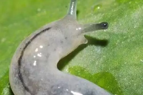 鼻涕虫是怎么形成的呢,鼻涕虫是怎么形成的插图1 鼻涕虫是怎么形成的呢,鼻涕虫是怎么形成的插图1