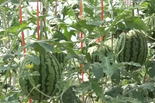 吊西瓜的种植技术要点,吊西瓜的种植技术多采用什么方法插图2 吊西瓜的种植技术要点,吊西瓜的种植技术多采用什么方法插图2