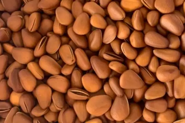 常见的野菜有哪些种类和名称呢,常见的野菜插图20 常见的野菜有哪些种类和名称呢,常见的野菜插图20