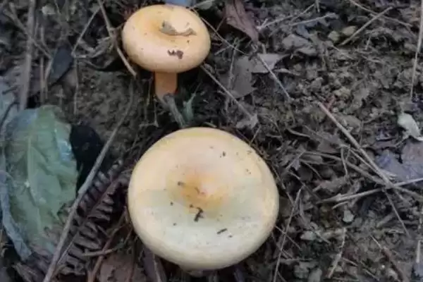 丛菌适合在什么季节生长呢,丛菌适合什么季节生长插图3 丛菌适合在什么季节生长呢,丛菌适合什么季节生长插图3