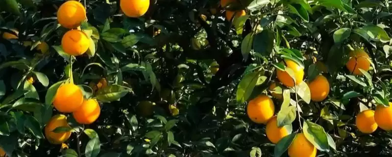 橙子树的种植管理有哪些注意事,橙子树的种植管理注意事项插图 橙子树的种植管理有哪些注意事,橙子树的种植管理注意事项插图