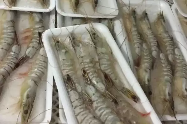东方对虾的产地范围,东方对虾的产地主产于哪些海域插图1 东方对虾的产地范围,东方对虾的产地主产于哪些海域插图1