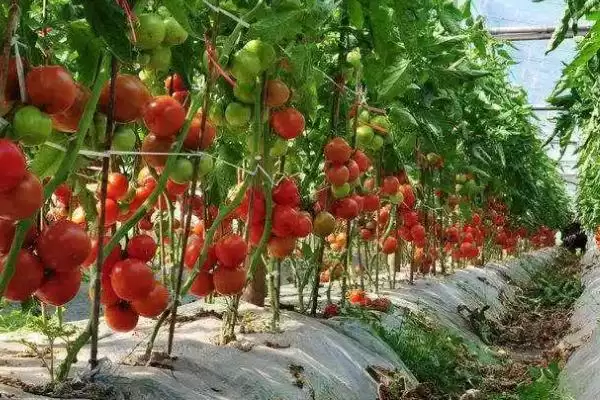 大棚西红柿产量低的原因是什么,大棚西红柿产量低的原因插图1 大棚西红柿产量低的原因是什么,大棚西红柿产量低的原因插图1