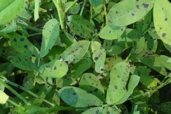 花生常见虫害蛴螬棉铃虫蚜虫类型全解析插图13 花生常见虫害蛴螬棉铃虫蚜虫类型全解析插图13