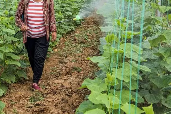 吃黄瓜叶的飞虫是什么和种类呢,吃黄瓜叶的飞虫是什么插图6 吃黄瓜叶的飞虫是什么和种类呢,吃黄瓜叶的飞虫是什么插图6