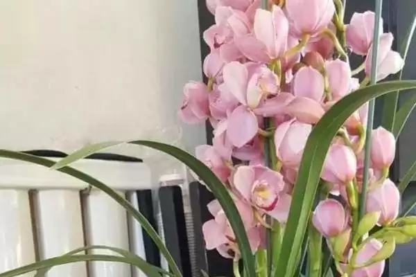 大花蕙兰在北方养会开花吗何时,大花蕙兰在北方养会不会开花插图2 大花蕙兰在北方养会开花吗何时,大花蕙兰在北方养会不会开花插图2
