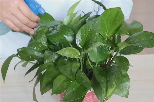 绿萝在春季隔多久浇一次水比较合适?插图8 绿萝在春季隔多久浇一次水比较合适?插图8