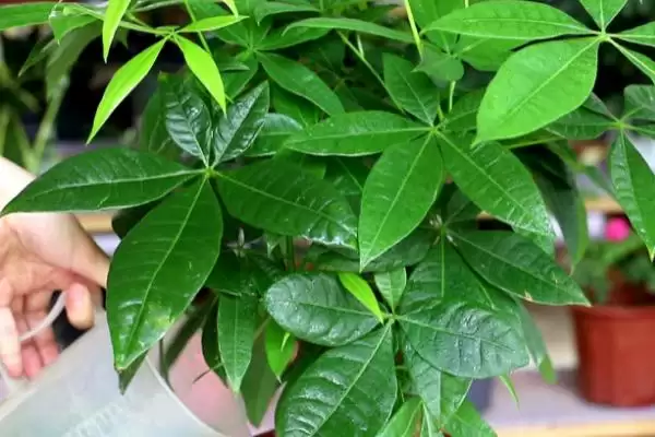 发财树的植物属性,发财树是一种怎样的常绿乔木植物插图2 发财树的植物属性,发财树是一种怎样的常绿乔木植物插图2
