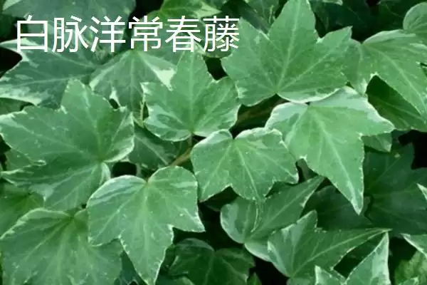 常春藤有哪些常见的品种呢,常春藤的品种插图5 常春藤有哪些常见的品种呢,常春藤的品种插图5