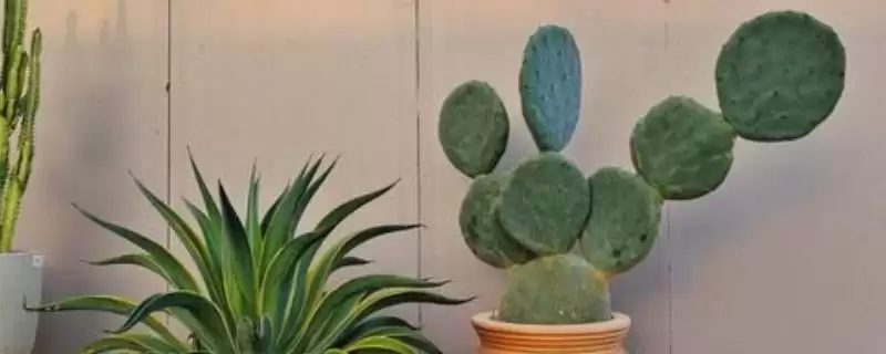 防辐射的植物推荐,防辐射的植物有哪些值得推荐的插图 防辐射的植物推荐,防辐射的植物有哪些值得推荐的插图