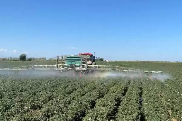 常用氟节胺矮壮素多效唑棉花免打顶剂药种类插图8 常用氟节胺矮壮素多效唑棉花免打顶剂药种类插图8
