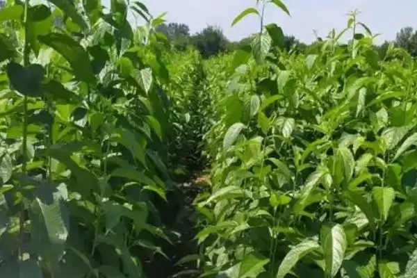 杜仲的栽培技术要点,杜仲的栽培技术在播种前有何操作插图3 杜仲的栽培技术要点,杜仲的栽培技术在播种前有何操作插图3