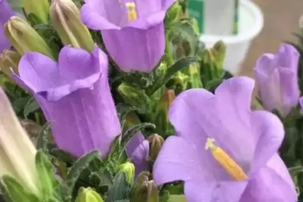 风铃花植物属性,风铃花是一种什么植物类型插图3